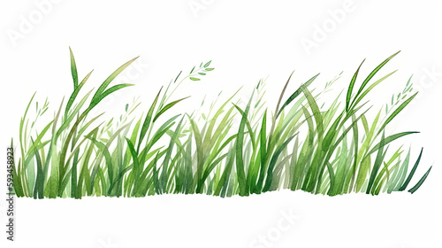 Vector watercolor of green grass side view 2 isolated on white background 