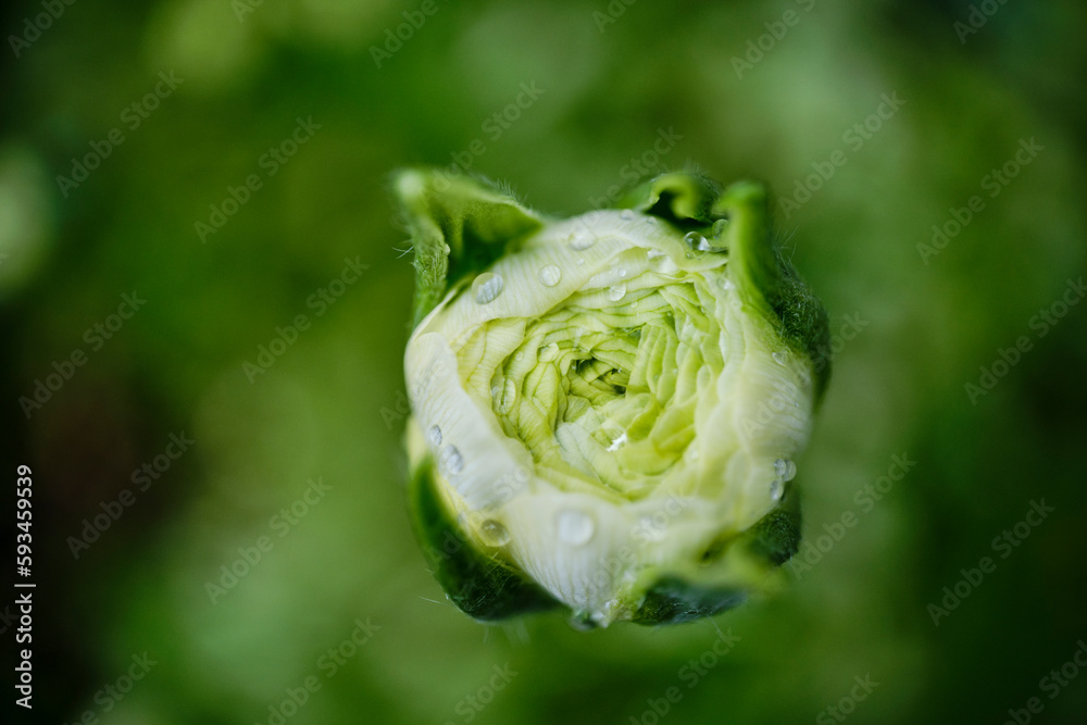 Fototapeta premium 背景素材 綺麗なラキュランスの花と水滴