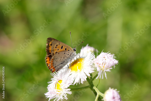 Small copper butterfly suck nectar from Philadelphia fleabane flowerhead (Close up macro photograph, shot on a sunny outdoor) © SAIGLOBALNT