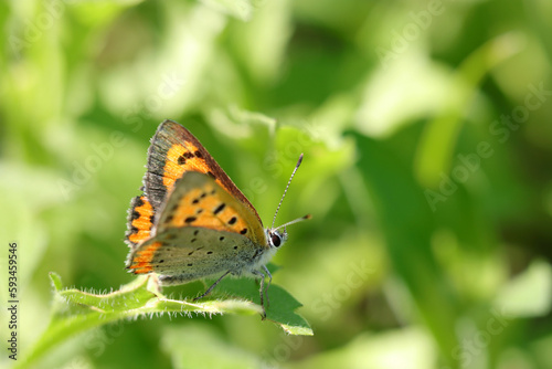 Small copper butterfly, playing in the green bush (Close up macro photograph, shot on a sunny outdoor) © SAIGLOBALNT