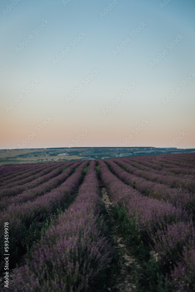 lavender field purple flowers nature blue sky journey walk