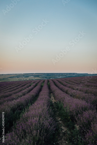 lavender field purple flowers nature blue sky journey walk