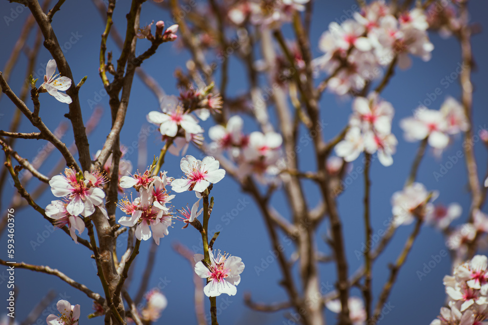Almond tree branches full of white blossoms against the blue sky is spring Almond tree branches full of white blossoms against the blue sky is spring