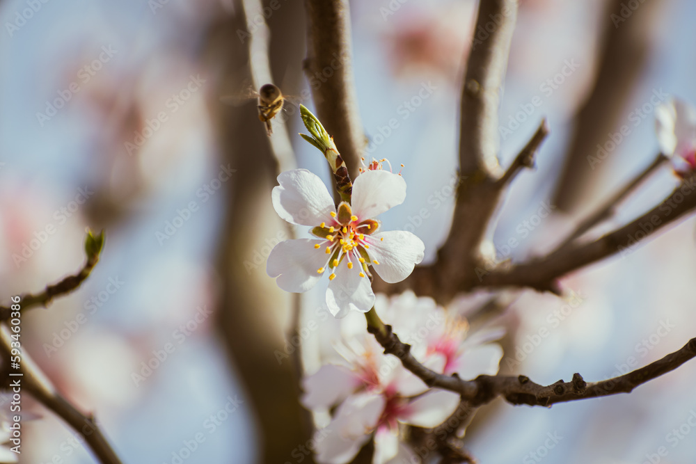 Almond tree branches full of white blossoms against the blue sky is spring Almond tree branches full of white blossoms against the blue sky is spring