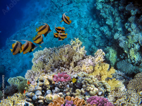 Hard coral, Red Sea, Sharm El Sheikh. Egypt