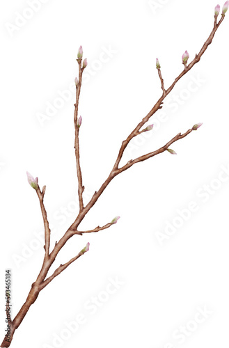 Watercolor cherry blossom stem element