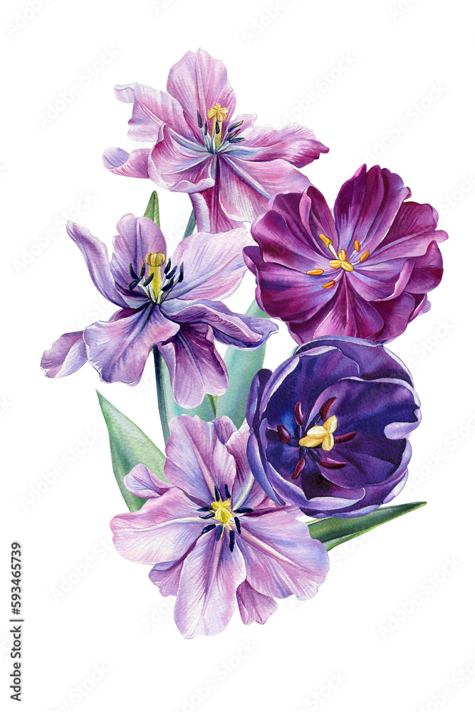 Spring flower. tulips flowers on an isolated white background, watercolor botanical painting. Floral design Spring flower. tulips flowers on an isolated white background, watercolor botanical painting. Floral design
