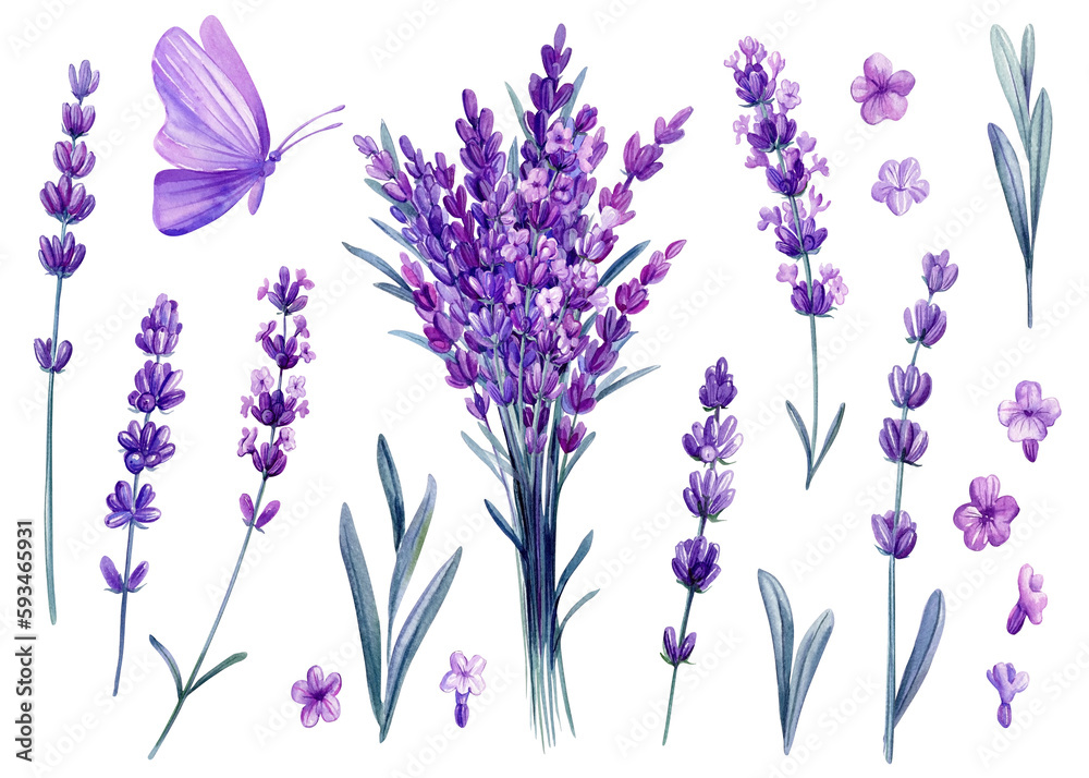 Lavender and butterfly, watercolor set wildflower on isolated white background, summer floral illustration, violet flora