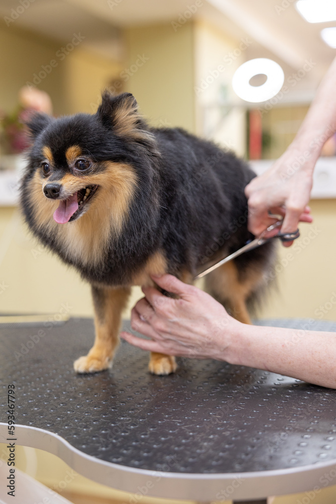 The concept of popularizing grooming haircuts and caring for dogs. model haircut of a dog's hair
