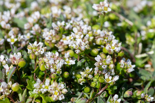 Close up of scurvygrass (cochlearia officinalis) flowers in bloom