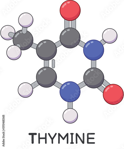DNA thymine molecule structure cartoon