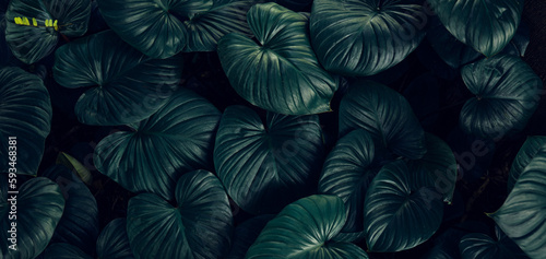 closeup nature view of tropical leaves background, dark nature concept 