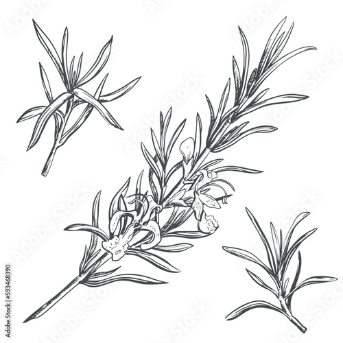 Rosemary with flowers on a white background in retro style. A popular seasoning in Italian and Provencal cuisine. Set of branches in engraving style. Spices botanical vector illustration.