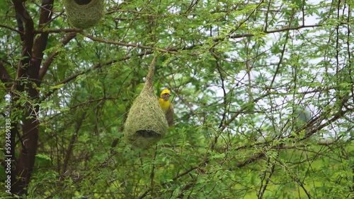 Baya Weaver or Ploceus philippinus building nests on a Babool tree in India photo