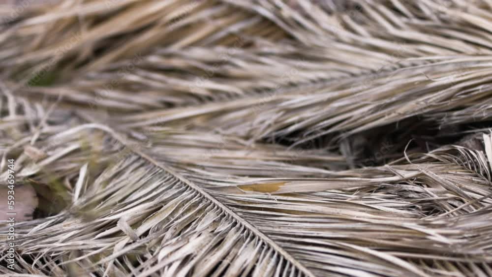 dead palm tree leaves laying on the ground close up with texture and