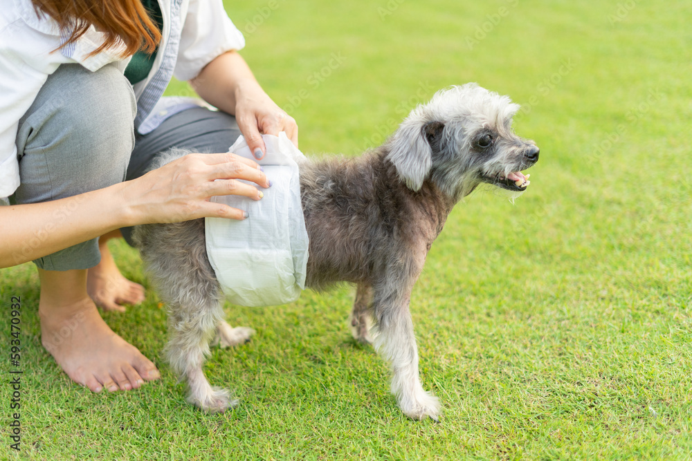 Senior Crossbreed dog wearing a diaper for urinary incontinence. Sick dogs cause problems with excretion so diapers are required for male dogs. Owner putting diapers on her pet. Stock Photo Adobe