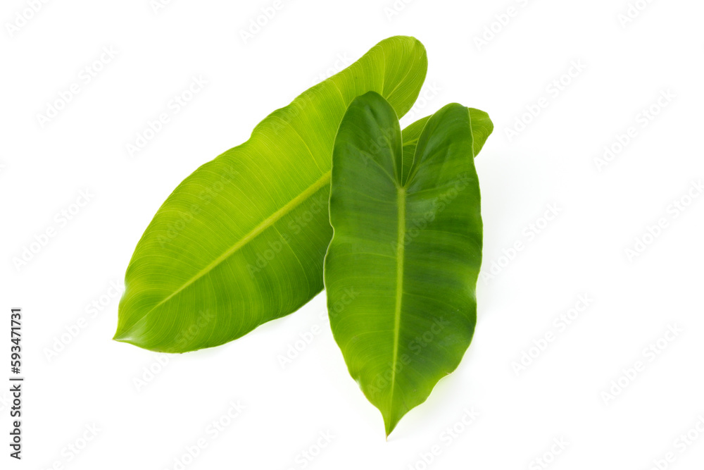 Obraz premium tropical leaves on white background