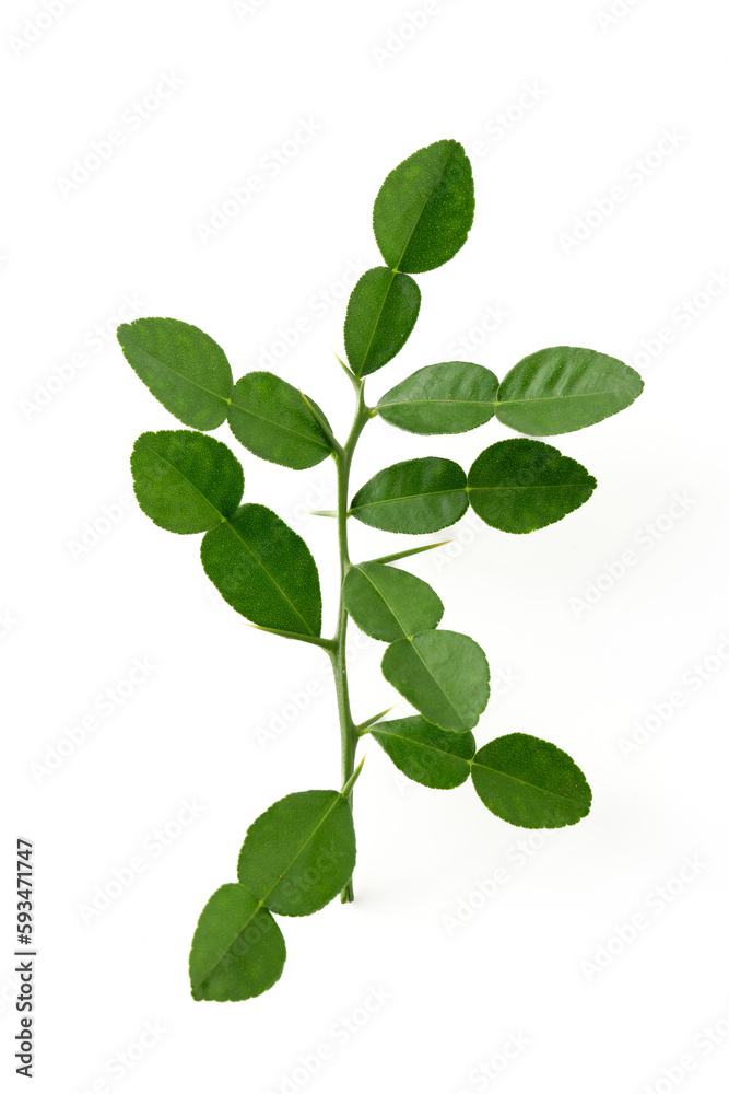 Fototapeta premium Bergamot kaffir lime leaves herb fresh ingredient isolated on white background.Green citrus thai lime ingredient for cooking