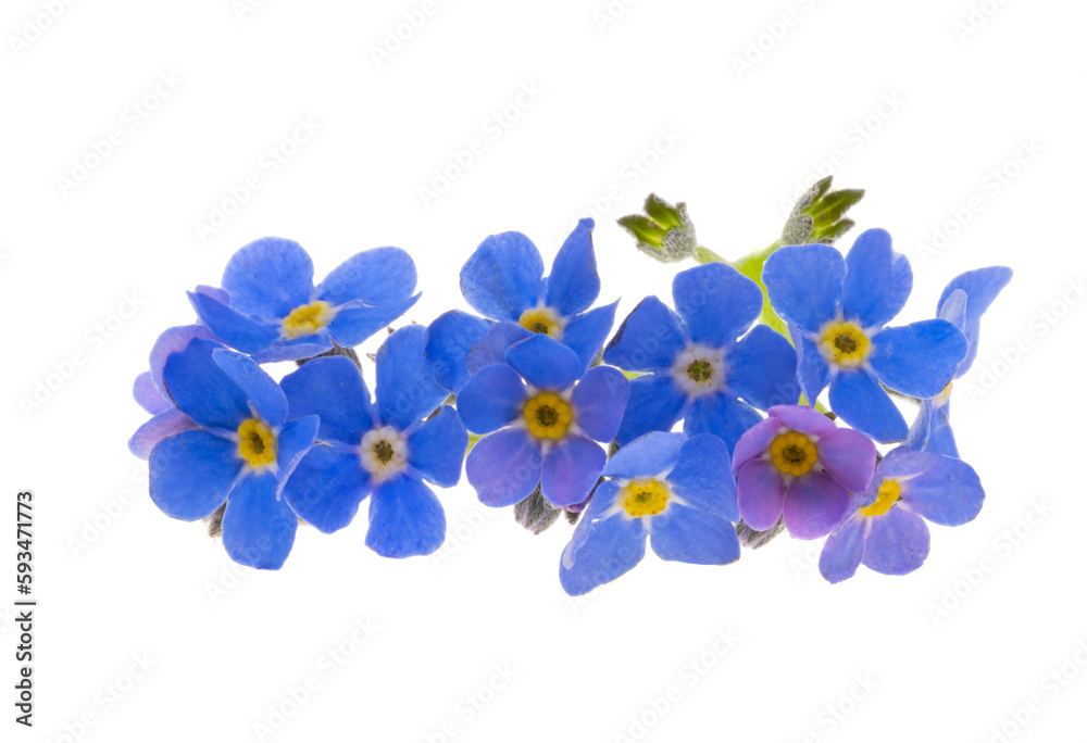 blue forget-me-not isolated