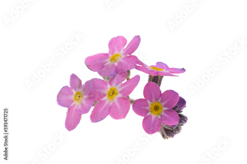 pink forget-me-not isolated