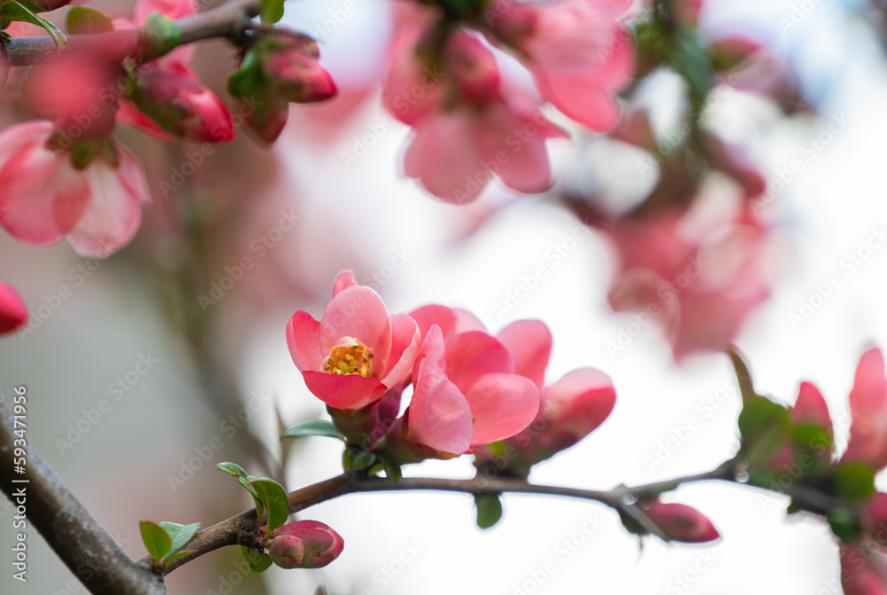 Chinese quince blooming in spring