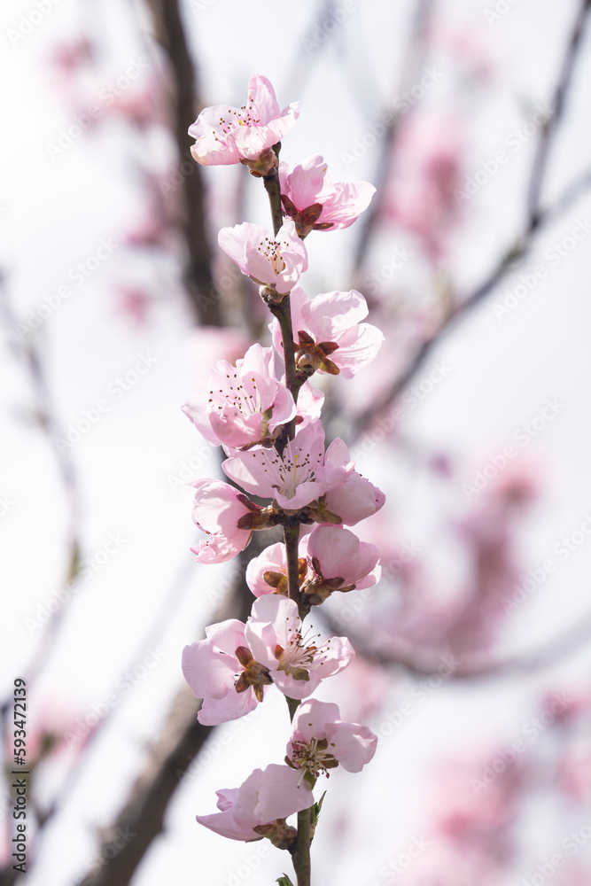 sakura flowers on a tree on a sunny day sakura flowers on a tree on a sunny day