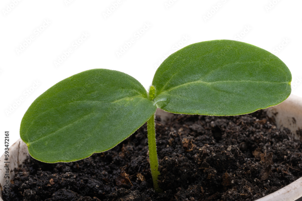 Naklejka premium cucumber seedlings