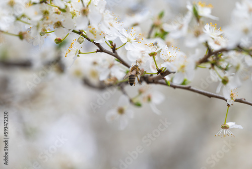 background of white cherry plum flowers © ksena32
