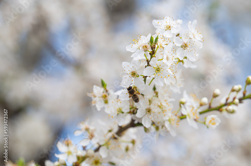 background of white cherry plum flowers