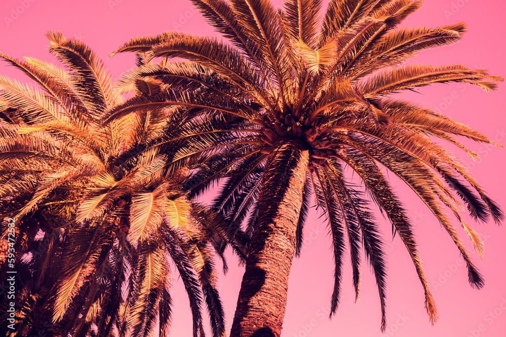 Palm trees against pink sunset sky background