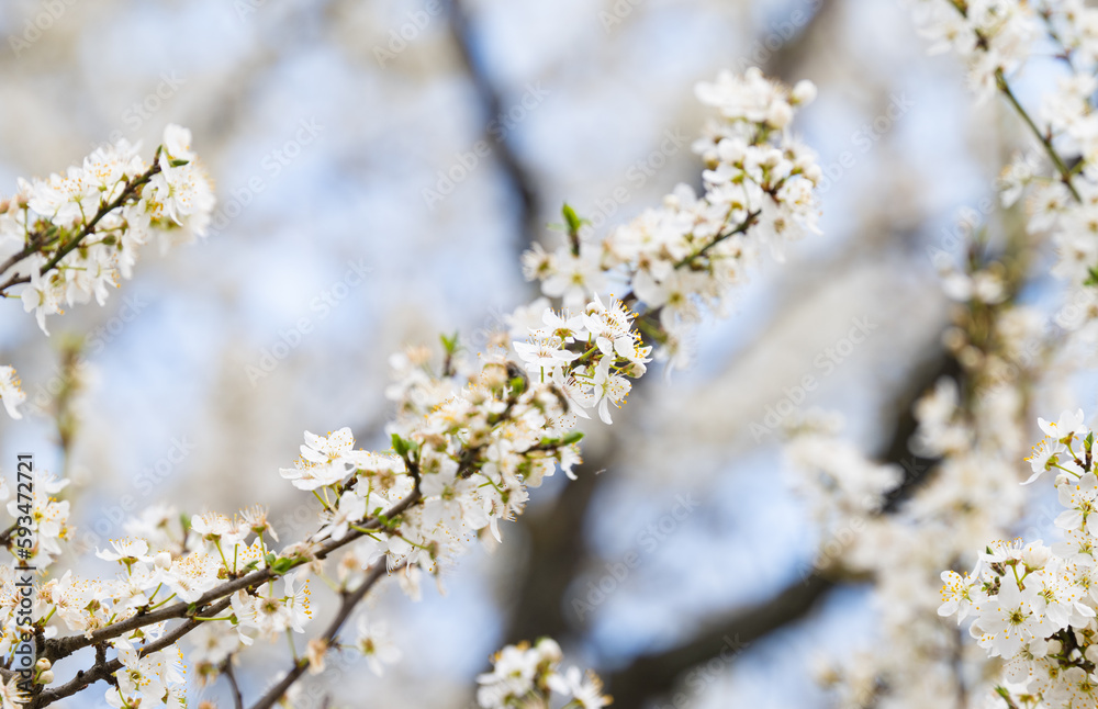 background of white cherry plum flowers background of white cherry plum flowers