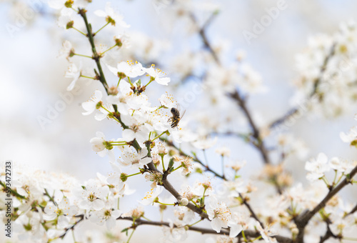 background of white cherry plum flowers