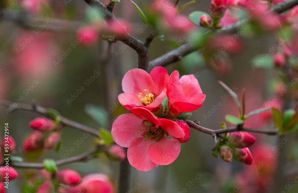 Chinese quince blooming in spring Chinese quince blooming in spring