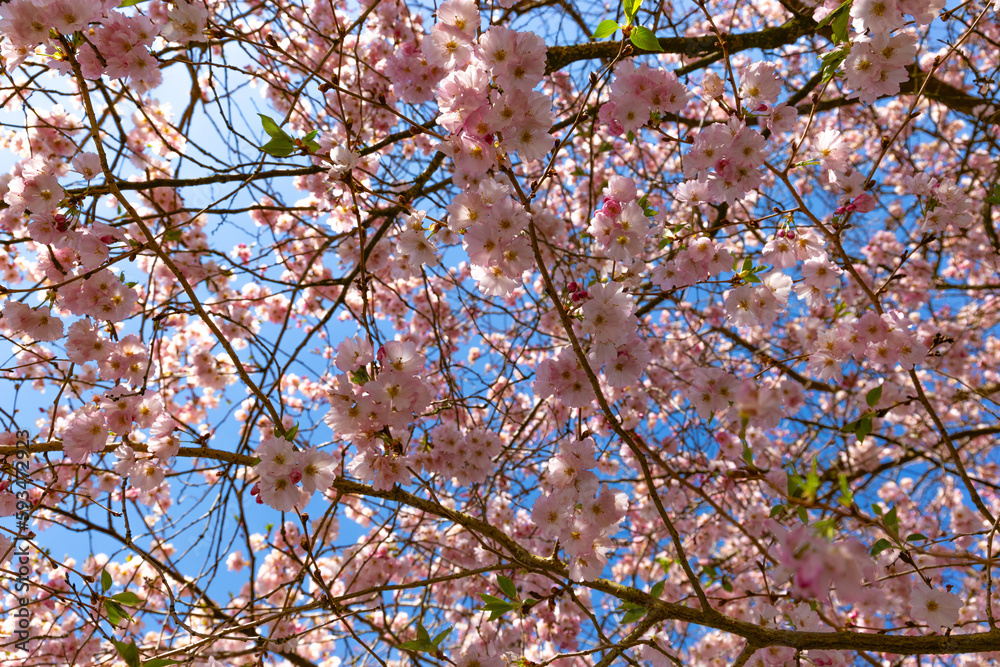 Pink cherry blossoms on a spring day Pink cherry blossoms on a spring day