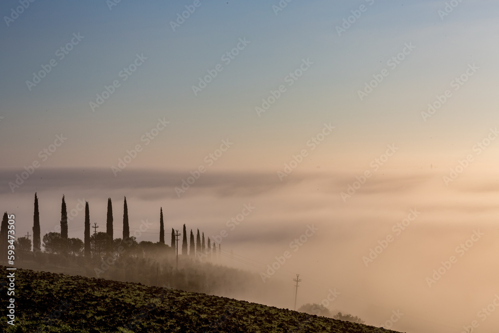Obraz premium Picturesque misty morning with thick fog over the valley in Tuscany, Italy. Row of cypress trees makes all look like a fairy-tale.