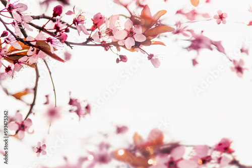 Pink cherry blossom natural frame of branches at white background with petals bokeh and sunlight. Springtime nature