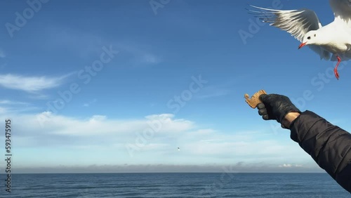 feeding seagulls blue sky ocean. man's hand black glove hold piece of bread white seagull catch food from hand fly away. slow motion. big wings flapping seashore view. close-up wild sea bird