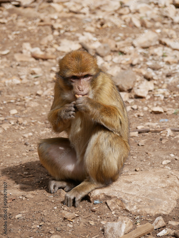 Fototapeta premium monkey eating peanuts