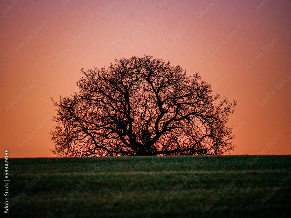custom made wallpaper toronto digitalsunrise with tree with orange sky
