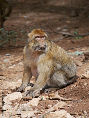 morocco salavje monkey
