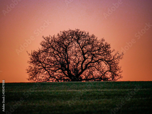 Wallpaper Mural sunrise with tree with orange sky Torontodigital.ca