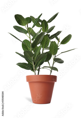 Beautiful ficus plant in terracotta pot isolated on white. House decor