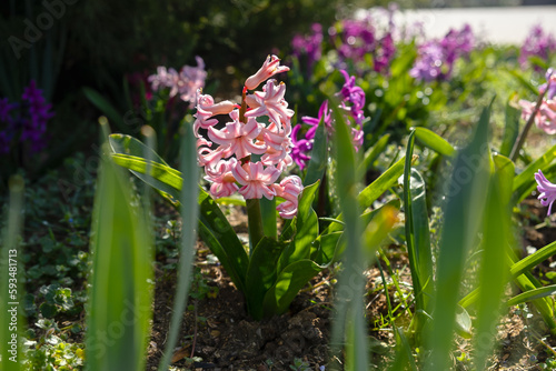 Pink hyacinth close-up in the garden. Colorful spring natural background. growing ornamental flowers in a garden or park. Bright rays of the sun  beautiful bokeh in the background blurred. Spring time