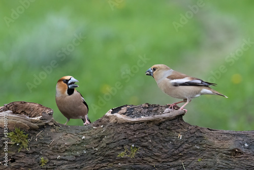  Kernbeißer (Coccothraustes coccothraustes) photo