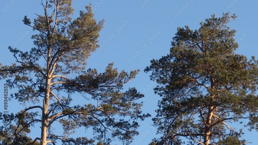Pine forest. Pine trees against a blue cloudless sky. The tops of pine trees in the sun. Smooth panning from left to right. Pine forest. Pine trees against a blue cloudless sky. The tops of pine trees in the sun. Smooth panning from left to right.