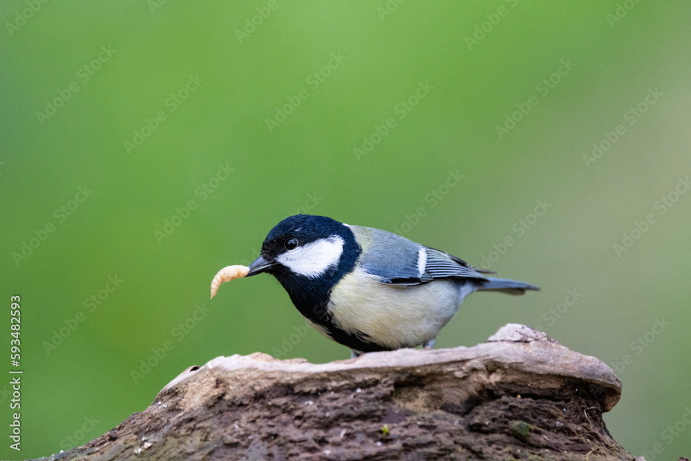 Fototapeta premium Kohlmeise (Parus major)