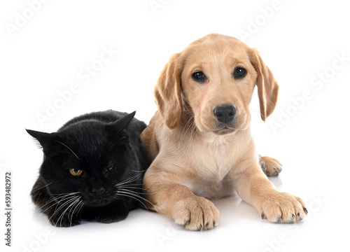 puppy labrador retriever and cat