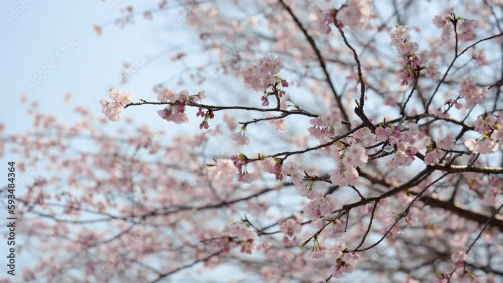 4K, Slow, long branch close up many branches protruding from trunk, there are sakura blossoms from branches It's very beautiful bush, pink cherry blossoms that bloom in winter and bloom in winter. 4K, Slow, long branch close up many branches protruding from trunk, there are sakura blossoms from branches It's very beautiful bush, pink cherry blossoms that bloom in winter and bloom in winter.