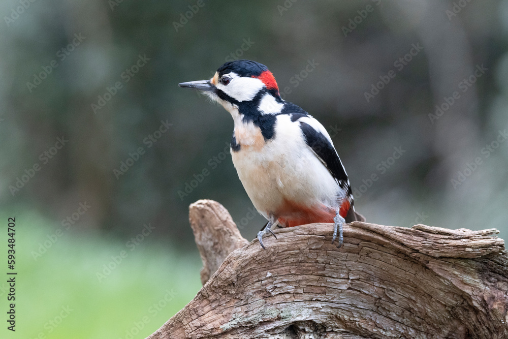 Buntspecht (Dendrocopus major) Buntspecht (Dendrocopus major)
