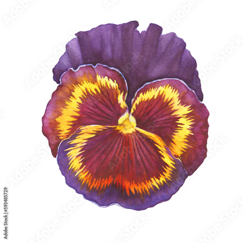 Yellow and purple garden bicolor pansy flower (Viola tricolor, arvensis, heartsease, violet, kiss-me-quick). Hand drawn botanical watercolor painting illustration isolated on white background
